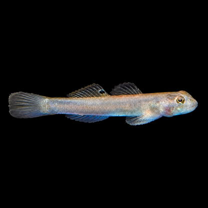 Blue Belly Goby