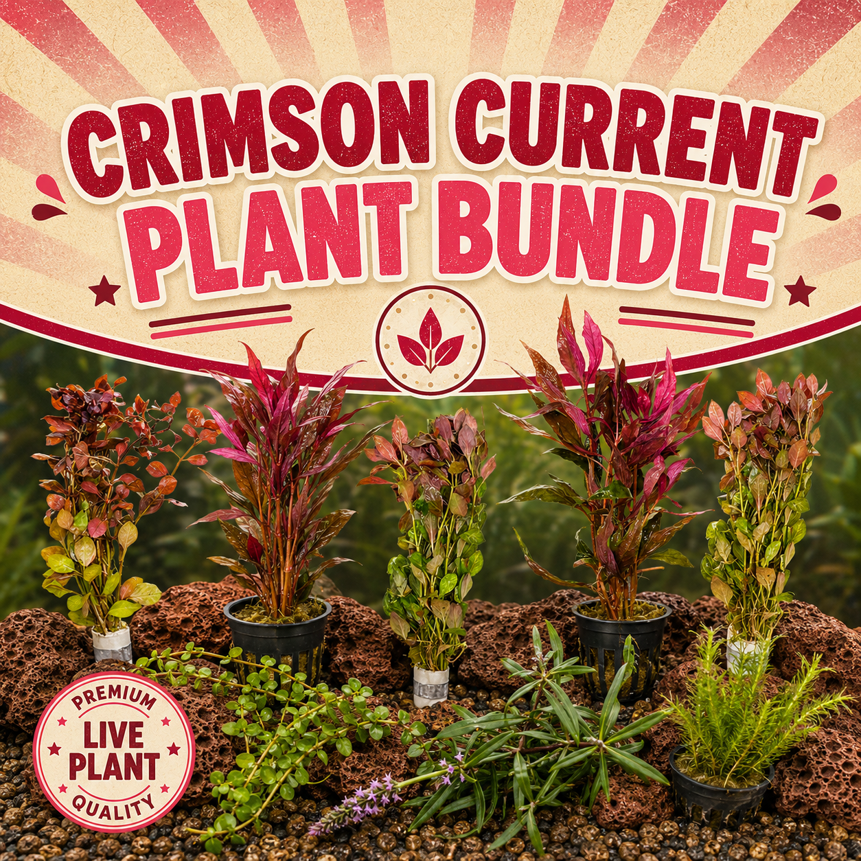 Crimson Current Plant Bundle