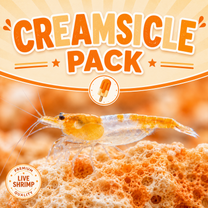 Neocaridina Creamsicle Pack