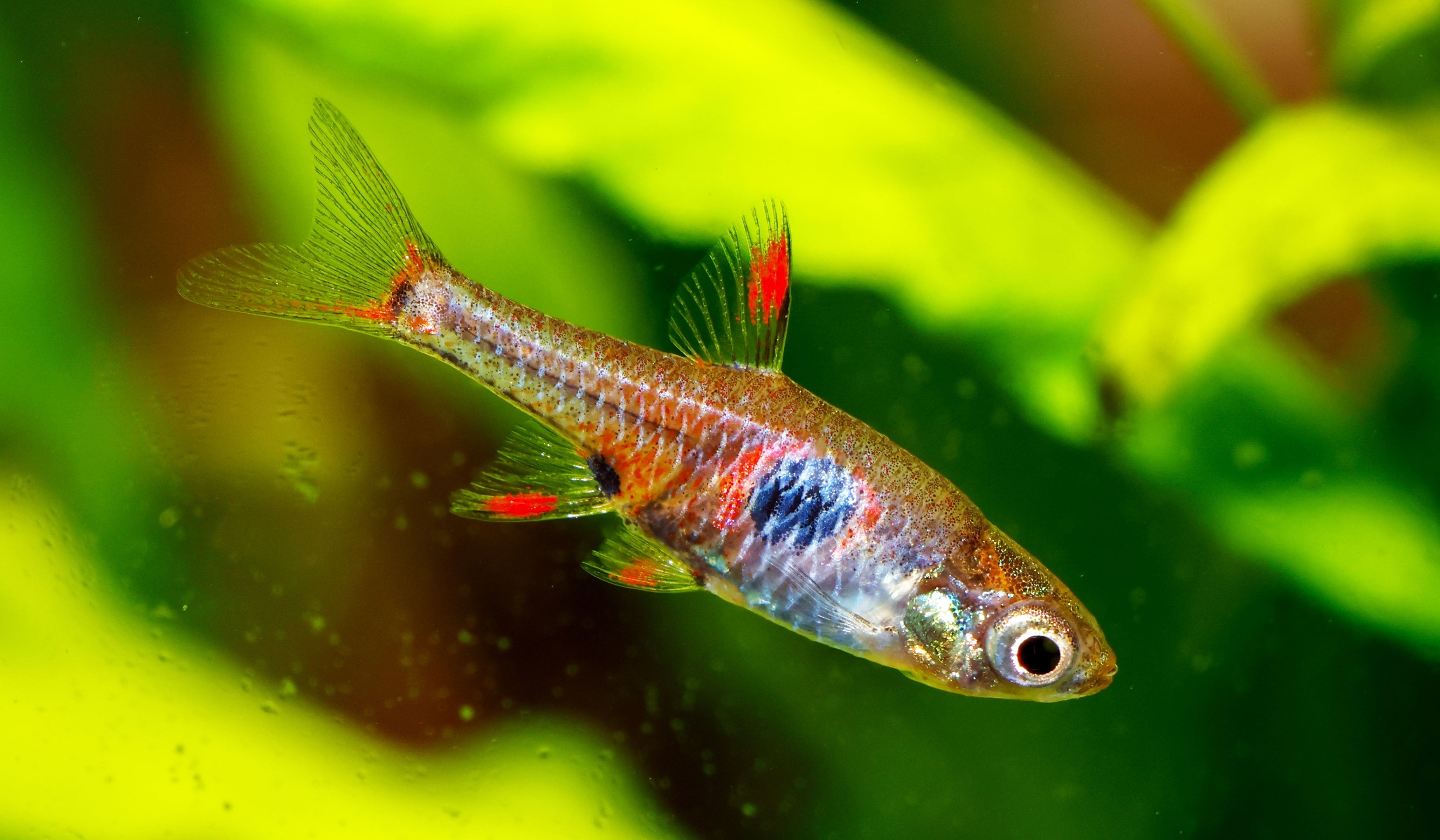 Mini Rasboras Colorful Rasboras for Sale | Nano-Friendly & Tank-Bred Beauties