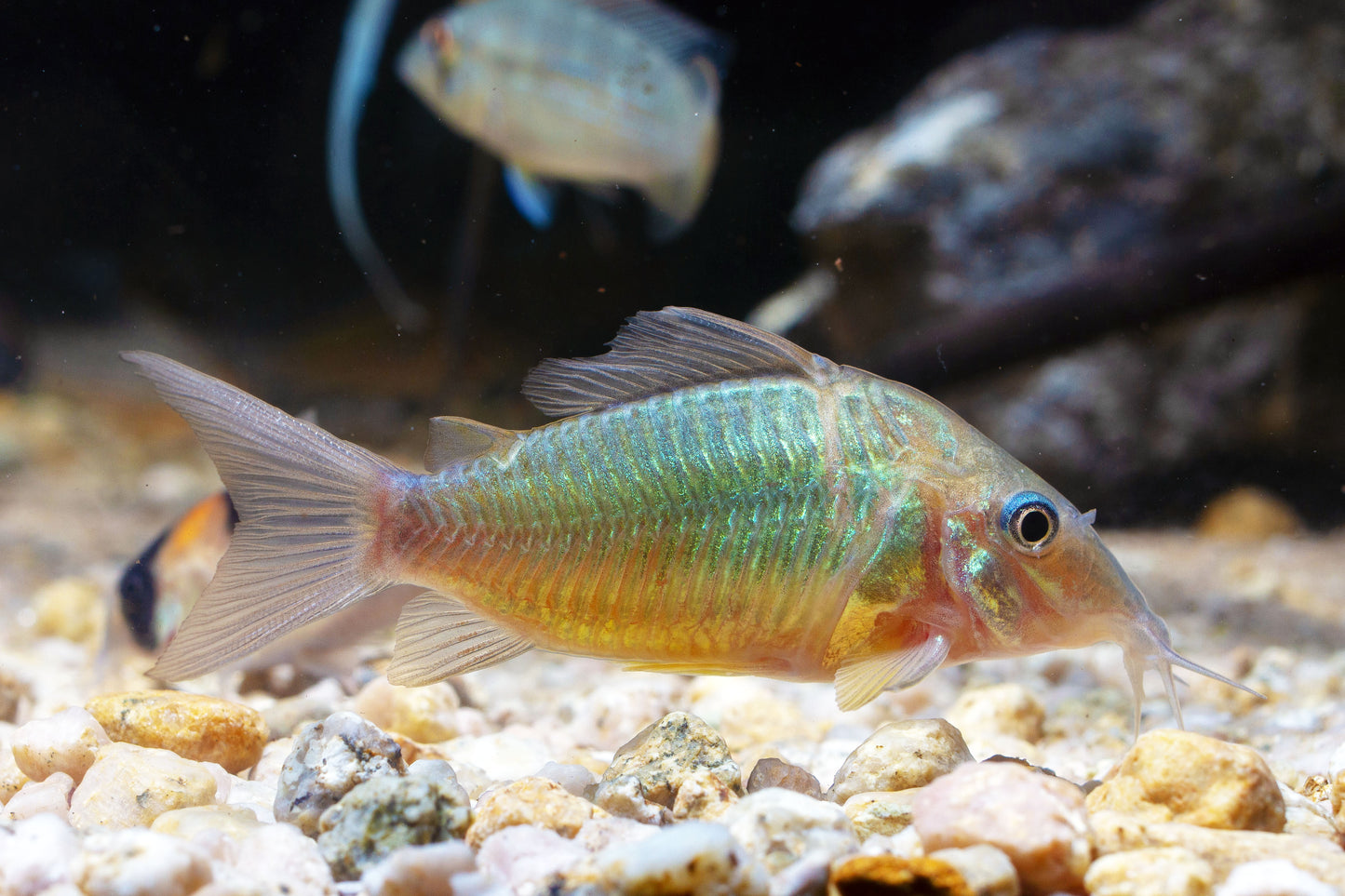 Emerald Brochis Corydoras (Tank-Bred)