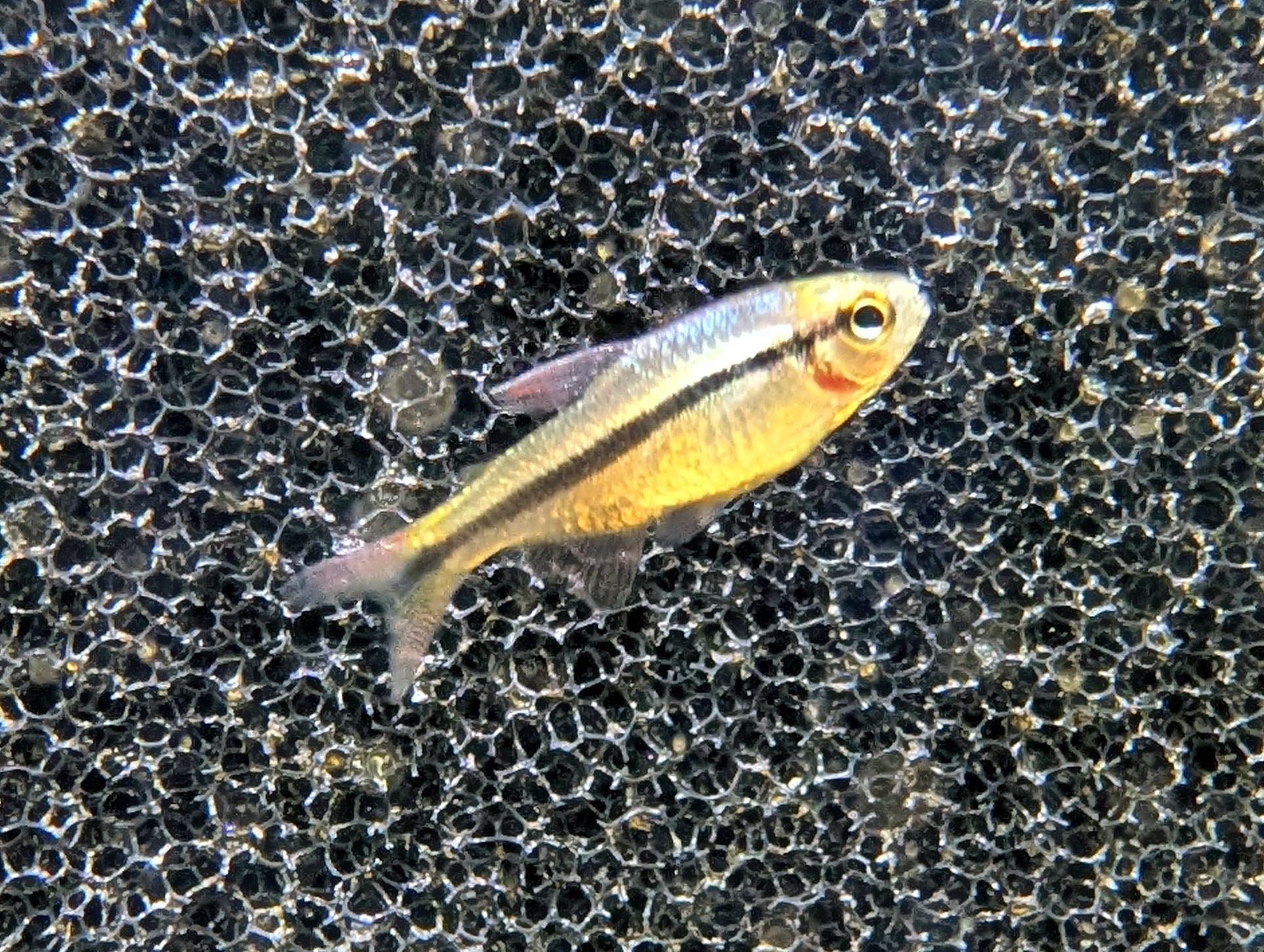 Imperial Lapis Tetra (Tank-Bred)