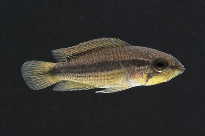 Juvenile Double Red Agassiz's (Apistogramma agassizii)