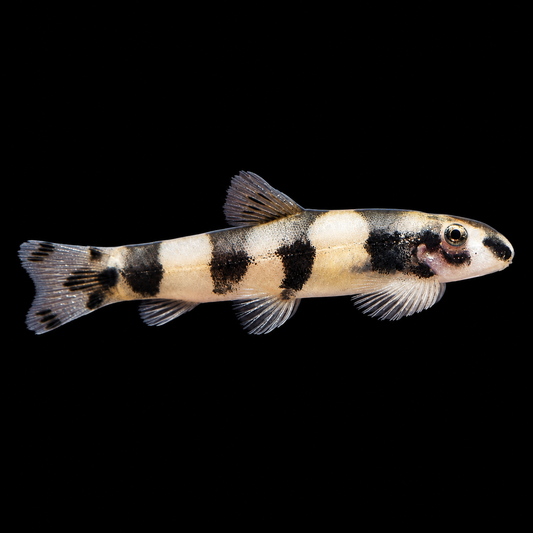 Panda Loach