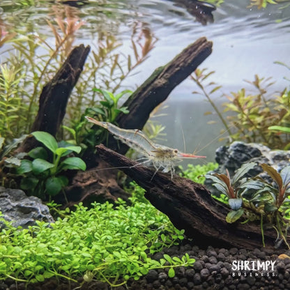 Pinocchio Shrimp - Caridina gracilirostris