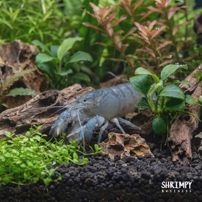 Vampire Shrimp (Atya gabonensis)