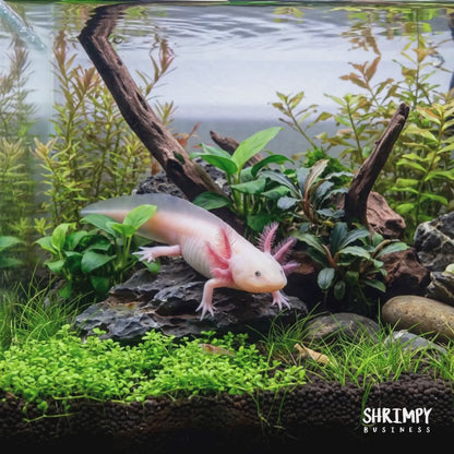 Leucistic Axolotl (Classic Pink)