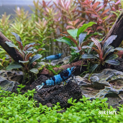 Shadow Panda Shrimp