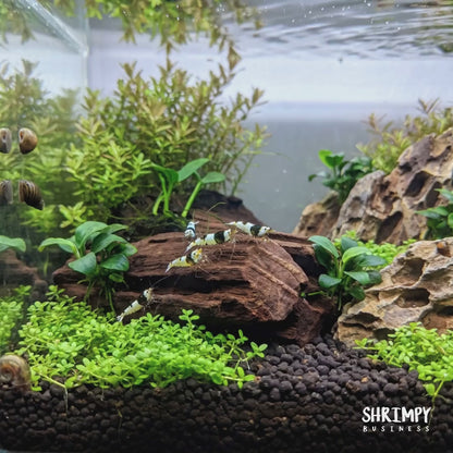 Crystal Black Shrimp