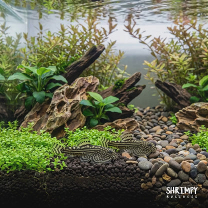 Reticulated Hillstream Loach