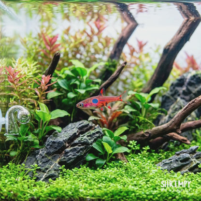 Strawberry Rasbora