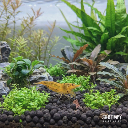 Tangerine Tiger Shrimp
