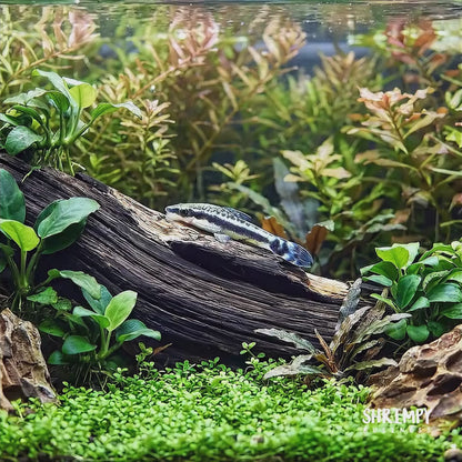 Otocinclus Catfish (Tank-Bred)