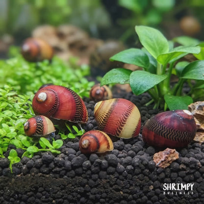 Red Racer Nerite Snail