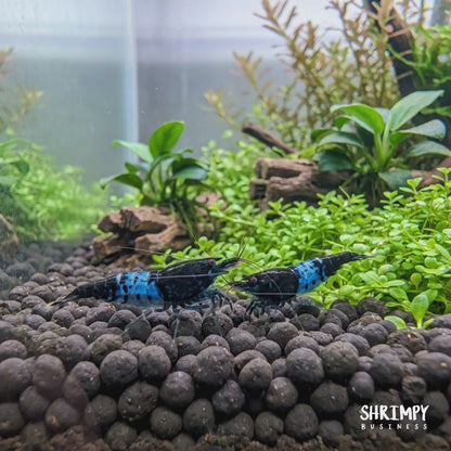 Blue Rili Shrimp