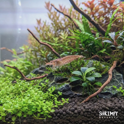 Red Amano Shrimp
