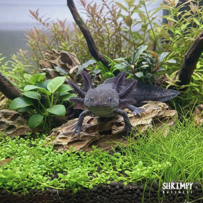 Black Melanoid Axolotl