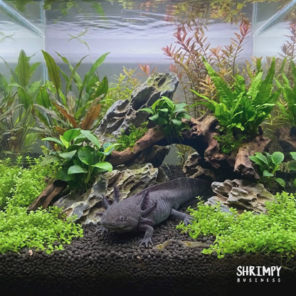 GFP Black Melanoid Axolotl