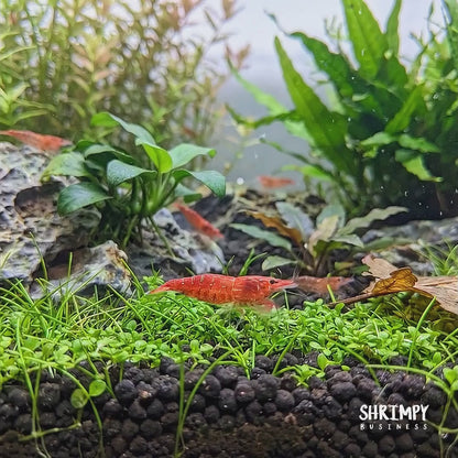 Sakura Grade Cherry Shrimp