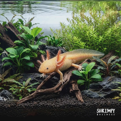 GFP Copper Axolotl