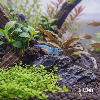 Blue Jelly Shrimp