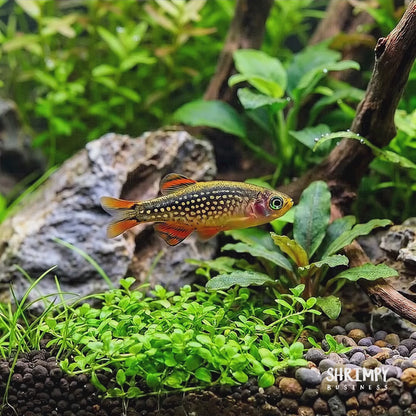 Celestial Pearl Danio / Galaxy Rasbora (Tank-Bred)