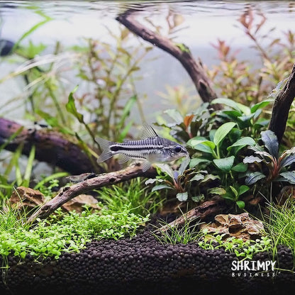 Pygmy Corydoras (Tank-Bred)