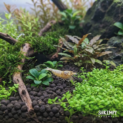 Golden Bee Shrimp