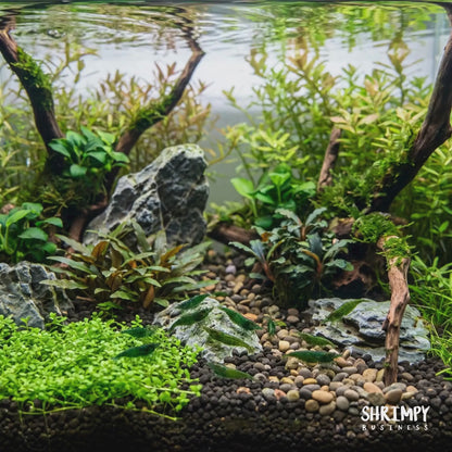 Green Jade Shrimp