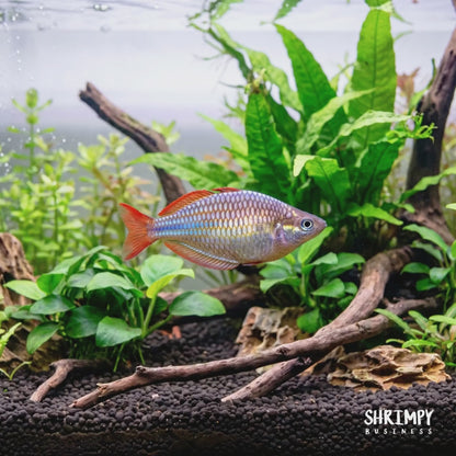Neon Dwarf Rainbowfish
