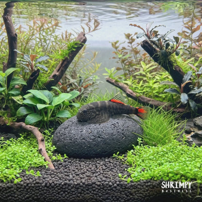 Red Tail Hillstream Loach "Bloody Mary"