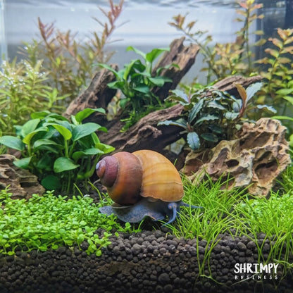 Blueberry Snail