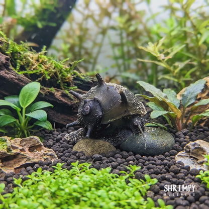 Horned Nerite Snail