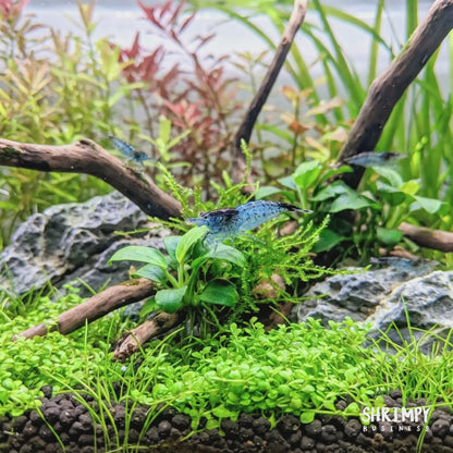 Carbon Rili Shrimp