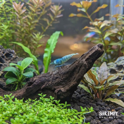 Blue Bolt Shrimp