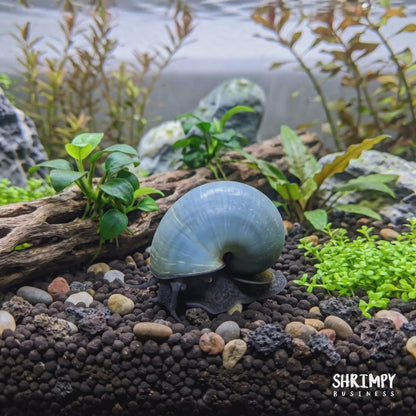 Blue Mystery Snail