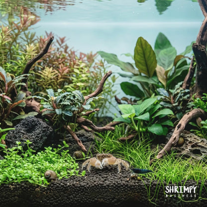 Freshwater Pom Pom Crab