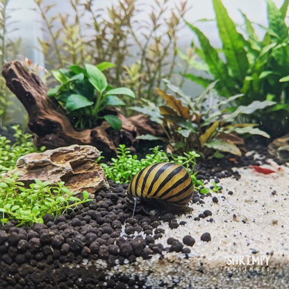 Zebra Nerite Snail