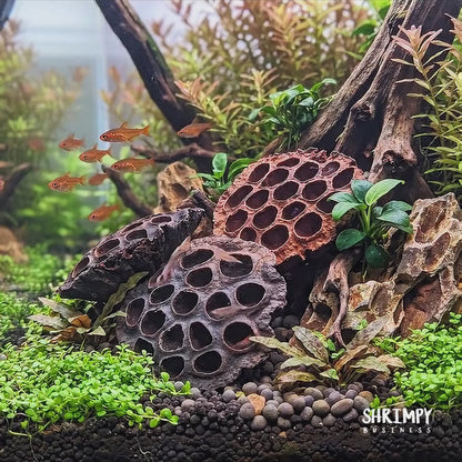 Large Lotus Pod