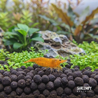 Orange Pumpkin Shrimp