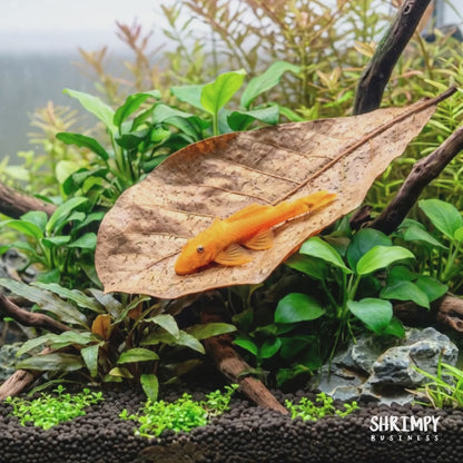 Super Red Bristlenose Pleco (Tank-Bred)
