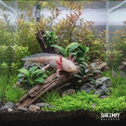 Lavender Axolotl (Hypo Melanistic Copper)