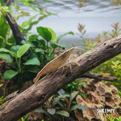 Bamboo Shrimp (ATYOPSIS SPINIPES)