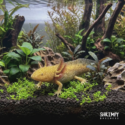 Copper Axolotl