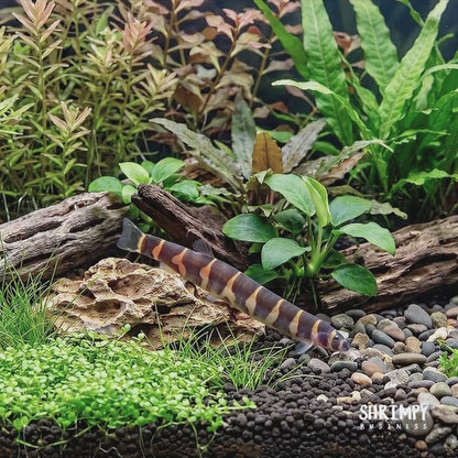 Kuhli Loach