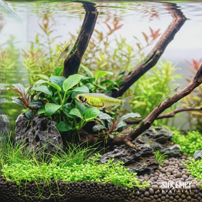 Green Neon Rasbora