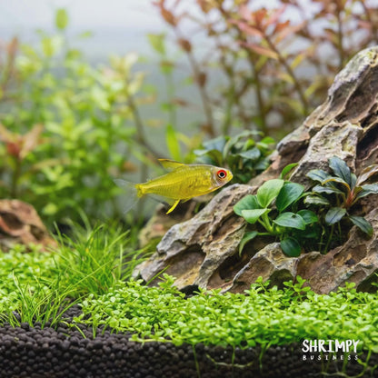 Lemon Tetra (Tank-Bred)