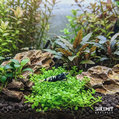 Black Galaxy Pinto Shrimp