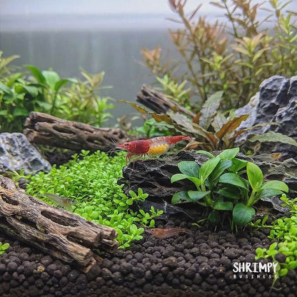 Red Rili Shrimp