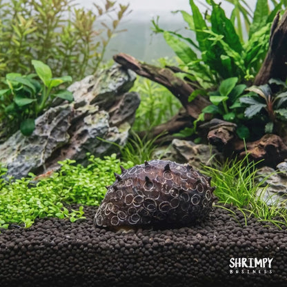 King Koopa Nerite Snail